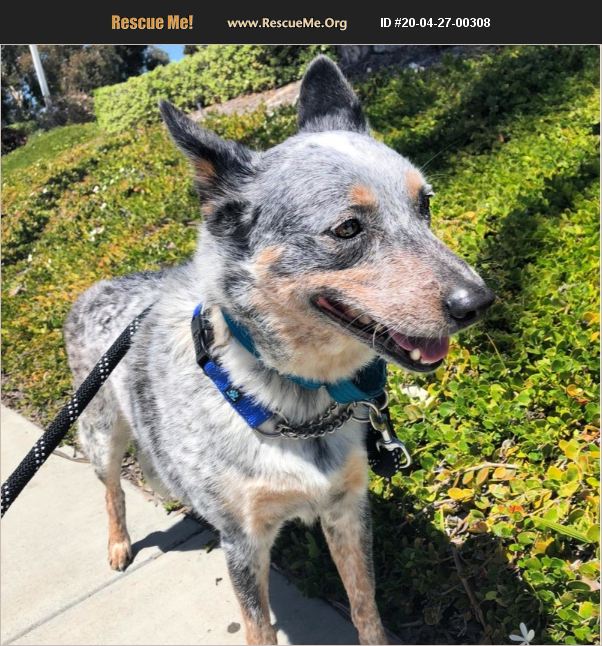 ADOPT 20042700308 ~ Australian Cattle Dog Rescue ~ San Juan Capistrano, CA