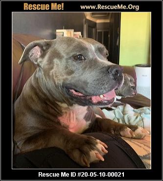 - Florida Pit Bull Rescue - ADOPTIONS - Rescue Me!