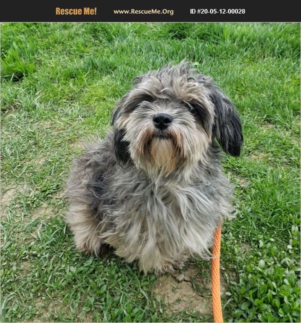 ADOPT 20051200028 ~ Havanese Rescue ~ Kenton, OH