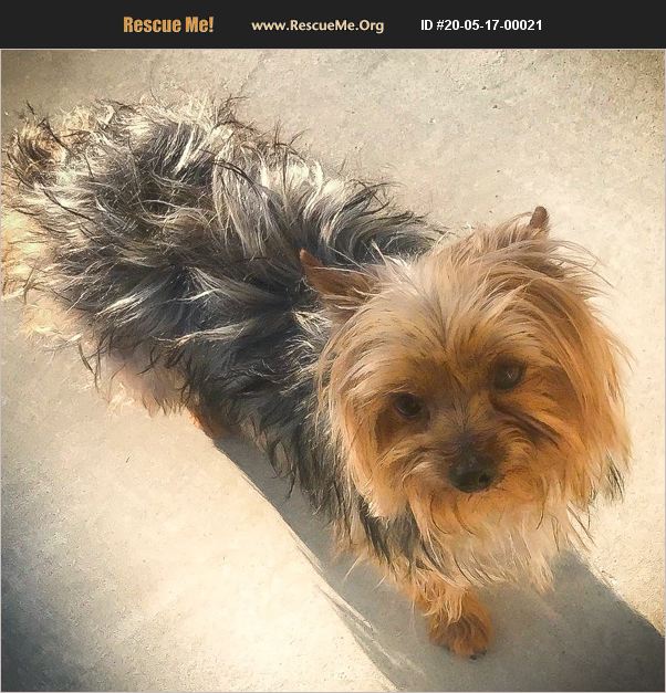 ADOPT 20051700021 ~ Yorkie Rescue ~ Phelan, CA