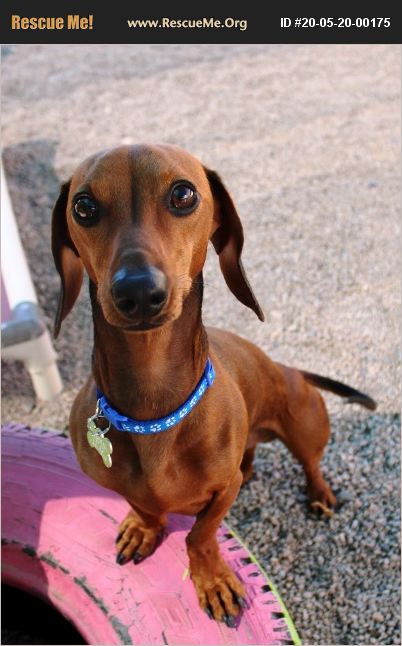 ADOPT 20052000175 ~ Dachshund Rescue ~ Phoenix, AZ