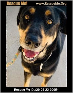 - Arizona Dog Rescue - ADOPTIONS - Rescue Me!