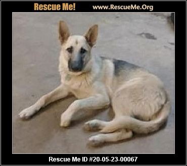 - Washington German Shepherd Rescue - ADOPTIONS - Rescue Me!