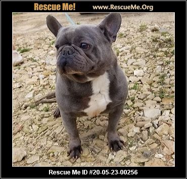 - Arkansas Dog Rescue - ADOPTIONS - Rescue Me!