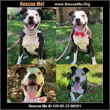 - California American Staffordshire Terrier Rescue - ADOPTIONS - Rescue Me!