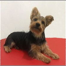 rescue silky terriers for adoption