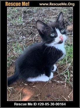 - Oklahoma Cat Rescue - ADOPTIONS - Rescue Me!