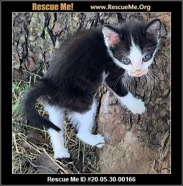 - Oklahoma Cat Rescue - ADOPTIONS - Rescue Me!