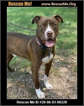 - Massachusetts Pit Bull Rescue - ADOPTIONS - Rescue Me!