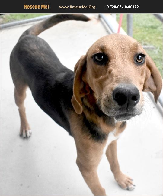 ADOPT 20061000172 ~ Black and Tan Coonhound Rescue ~ Cary, NC