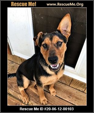 - Mississippi German Shepherd Rescue - ADOPTIONS - Rescue Me!