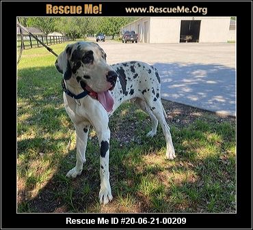 - Texas Great Dane Rescue - ADOPTIONS - Rescue Me!