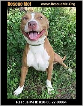 - Washington American Staffordshire Terrier Rescue - ADOPTIONS - Rescue Me!