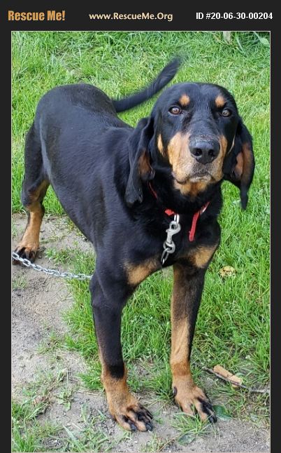 ADOPT 20063000204 ~ Black and Tan Coonhound Rescue ~ Woodsfield, OH