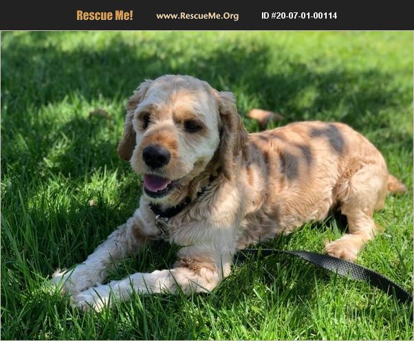 ADOPT 20070100114 ~ Cocker Spaniel Rescue ~ Orange County, CA