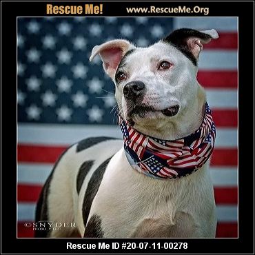 - Pennsylvania Dog Rescue - ADOPTIONS - Rescue Me!
