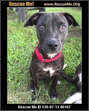 - Citrus County Animal Services - Inverness, FL - AVAILABLE PETS