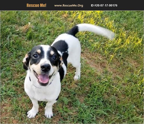 ADOPT 20071700176 ~ Jack Russell Rescue ~ Sparta, NJ