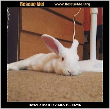 - Maryland Rabbit Rescue - ADOPTIONS - Rescue Me!