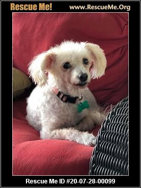 - Arizona Poodle Rescue - ADOPTIONS - Rescue Me!