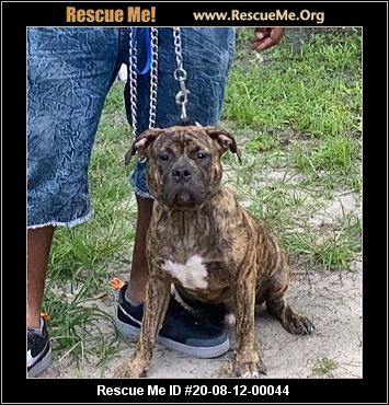 - Florida Pit Bull Rescue - ADOPTIONS - Rescue Me!