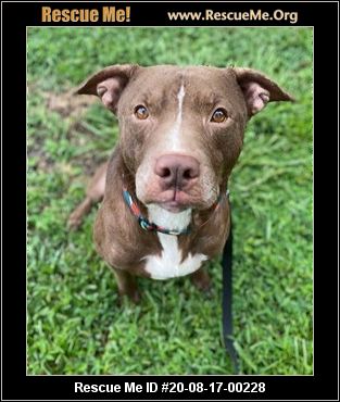 - Florida Pit Bull Rescue - ADOPTIONS - Rescue Me!