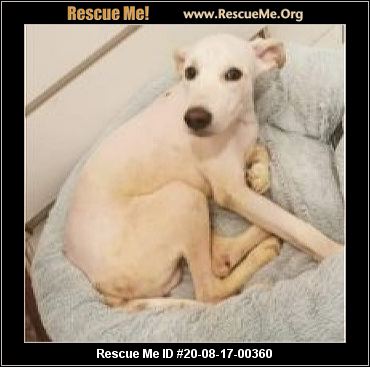 - Wisconsin Dog Rescue - ADOPTIONS - Rescue Me!