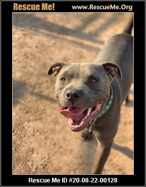 - Arizona Pit Bull Rescue - ADOPTIONS - Rescue Me!