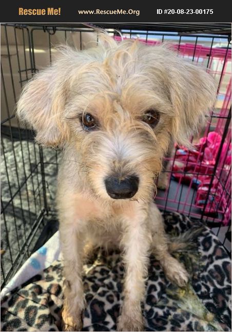 ADOPT 20082300175 ~ Schnauzer Rescue ~ Enid, OK