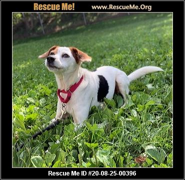 - Connecticut Beagle Rescue - ADOPTIONS - Rescue Me!