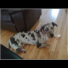 catahoula rescue near me