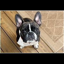 french bulldog rescue mn