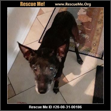 - Florida Australian Cattle Dog Rescue - ADOPTIONS - Rescue Me!