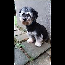 havanese rescue nj
