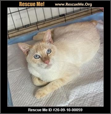 - Florida Siamese Rescue - ADOPTIONS - Rescue Me!