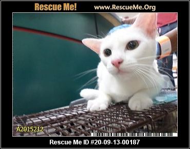 - Florida Siamese Rescue - ADOPTIONS - Rescue Me!