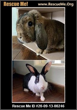 - Washington Rabbit Rescue - ADOPTIONS - Rescue Me!