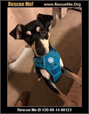 - Colorado Chihuahua Rescue - ADOPTIONS - Rescue Me!