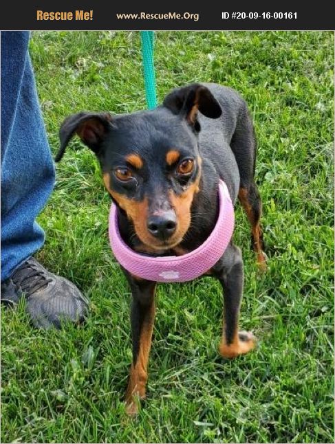 ADOPT 20091600161 ~ Miniature Pinscher Rescue ~ Kirkland, IL