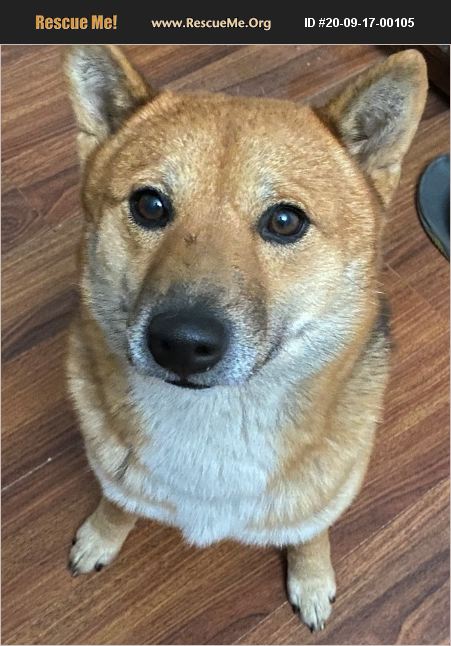 ADOPT 20091700105 ~ Shiba Inu Rescue ~ Richlands, NC