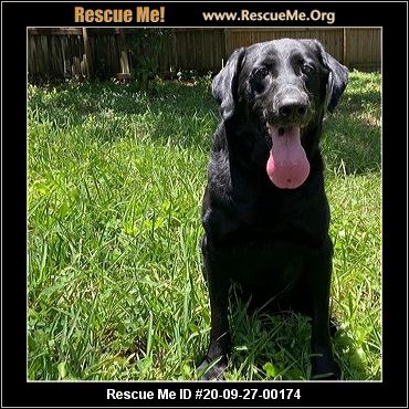 - Florida Dog Rescue - ADOPTIONS - Rescue Me!