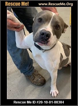 - Connecticut Dog Rescue - ADOPTIONS - Rescue Me!