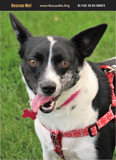 ADOPT 20100500053 ~ Rat Terrier Rescue ~ Lisbon, IA