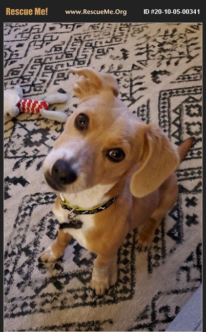 ADOPT 20100500341 ~ Dachshund Rescue ~ San Antonio, TX