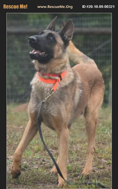 ADOPT 20100900321 ~ Belgian Malinois Rescue ~ Loganville, GA