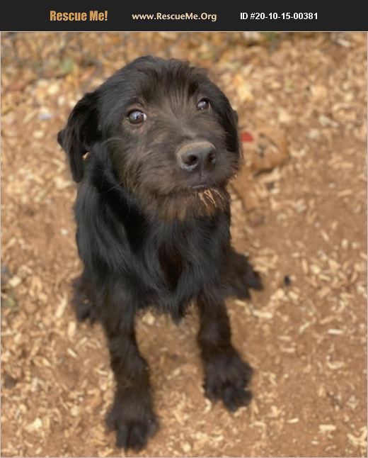 ADOPT 20101500381 ~ Border Terrier Rescue ~ Seattle, WA