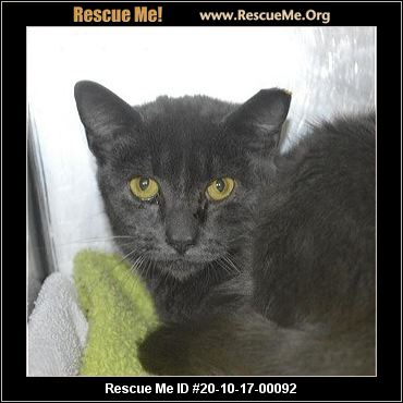 - Virginia Cat Rescue - ADOPTIONS - Rescue Me!