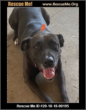 - California Lab Rescue - ADOPTIONS - Rescue Me!