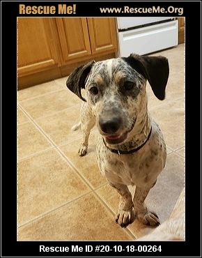 - Arizona Australian Cattle Dog Rescue - ADOPTIONS - Rescue Me!