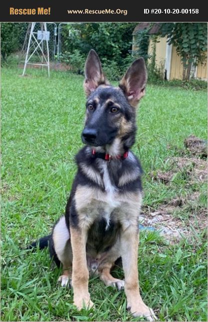 ADOPT 20102000158 ~ German Shepherd Rescue ~ Utah